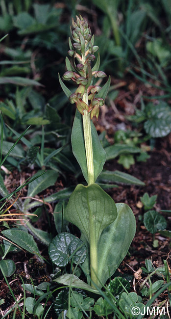 Coeloglossum viride