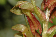 Coeloglossum viride