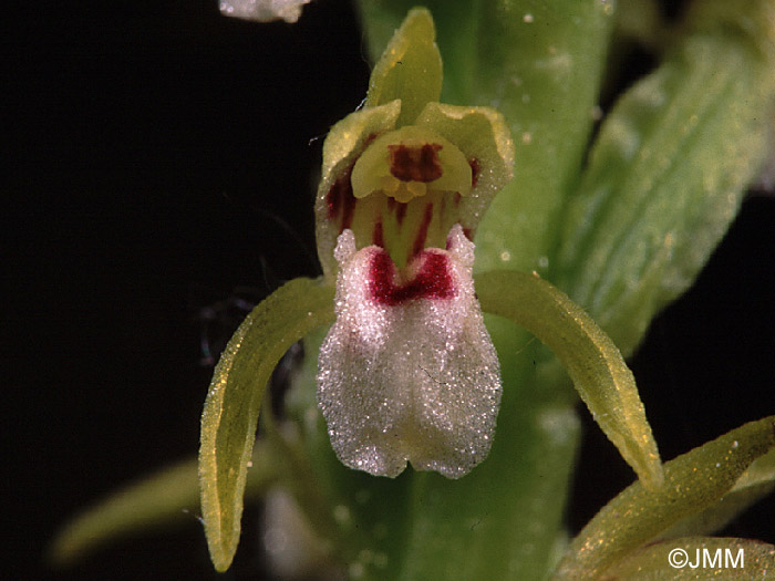 Corallorhiza trifida