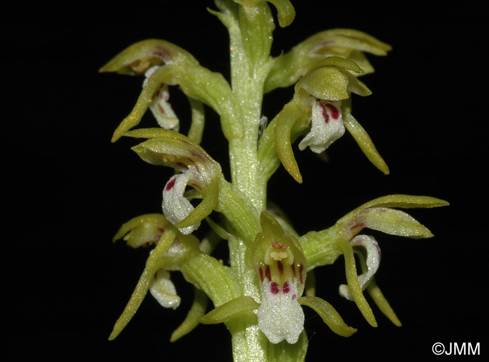 Corallorhiza trifida