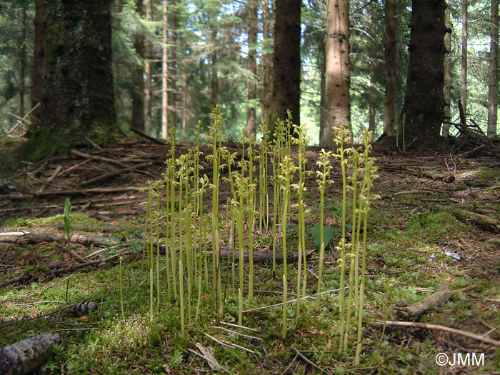 Corallorhiza trifida