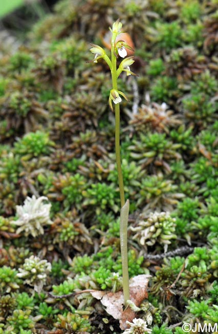 Corallorhiza trifida
