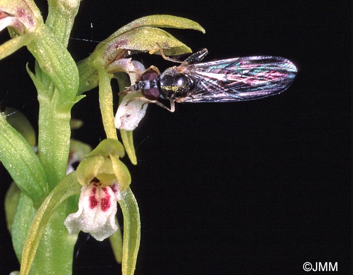 Corallorhiza trifida