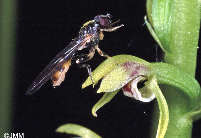 Corallorhiza trifida