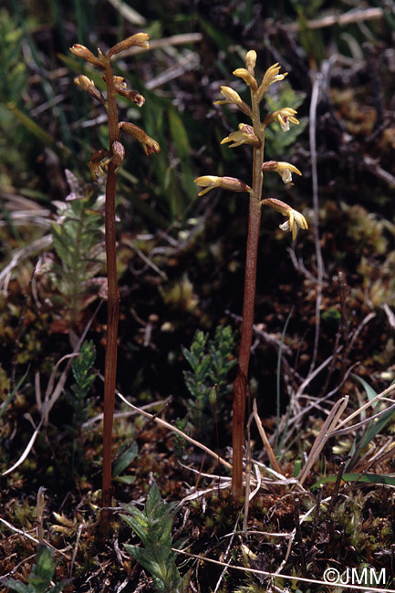 Corallorhiza trifida