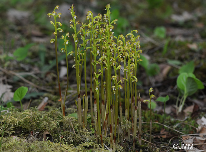 Corallorhiza trifida