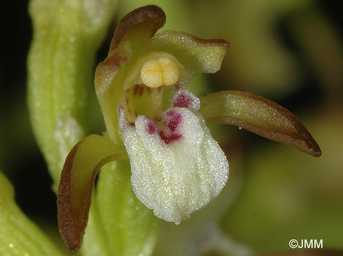 Corallorhiza trifida