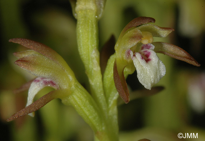 Corallorhiza trifida