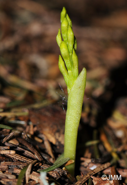 Corallorhiza trifida