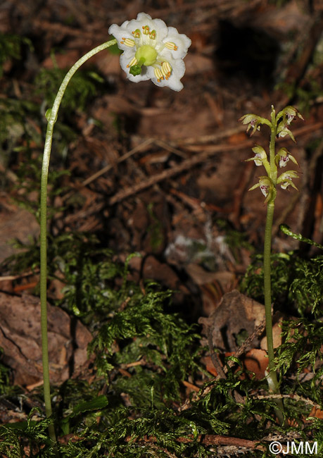 Corallorhiza trifida & Moneses uniflora