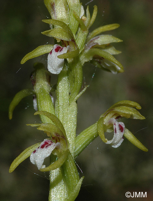 Corallorhiza trifida