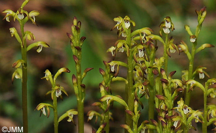 Corallorhiza trifida