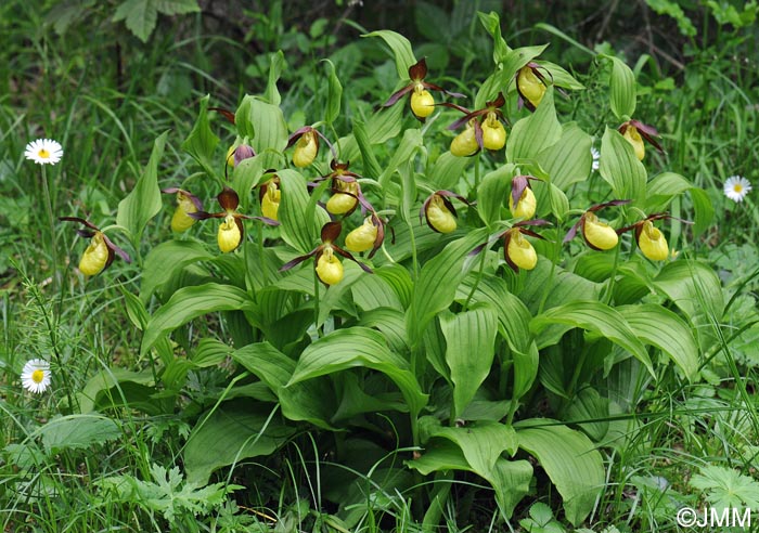 Cypripedium calceolus