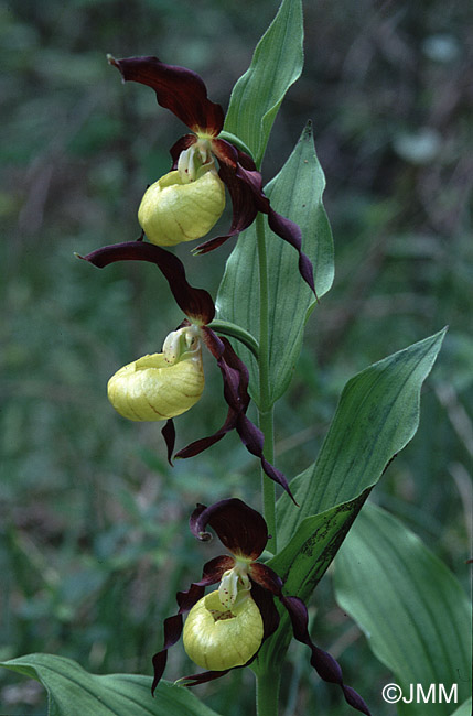 Cypripedium calceolus