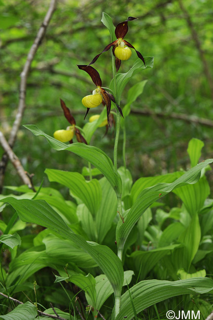 Cypripedium calceolus