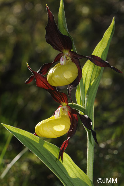 Cypripedium calceolus