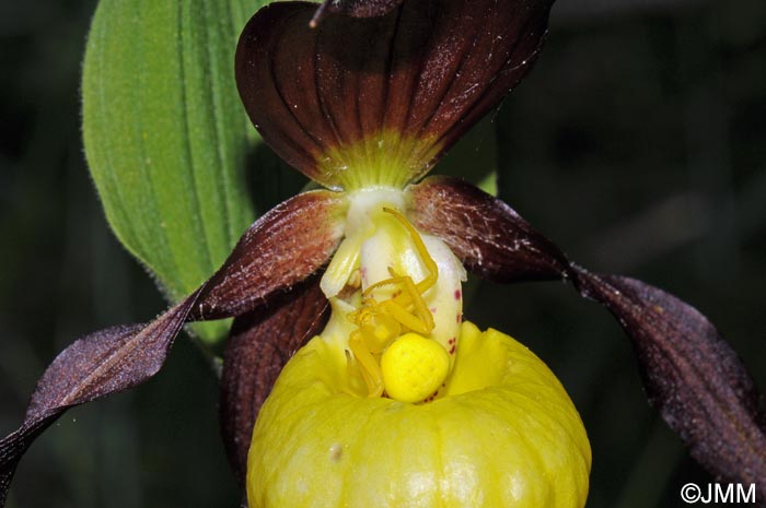 Cypripedium calceolus