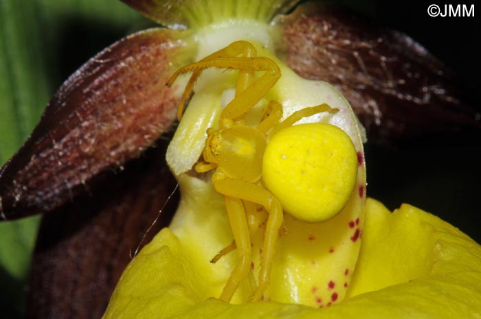 Cypripedium calceolus