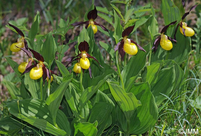 Cypripedium calceolus