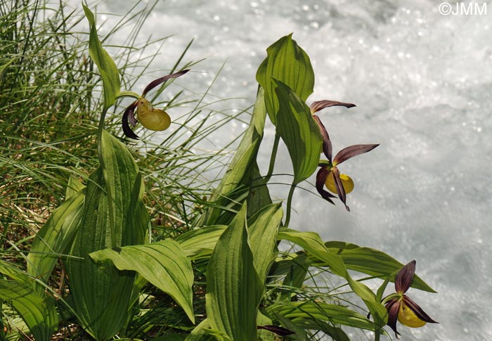 Cypripedium calceolus