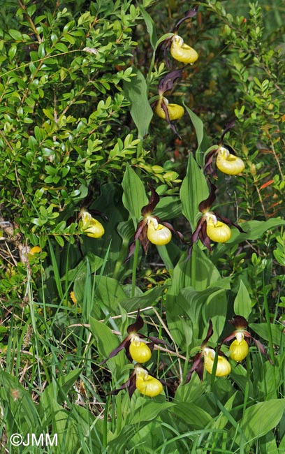 Cypripedium calceolus