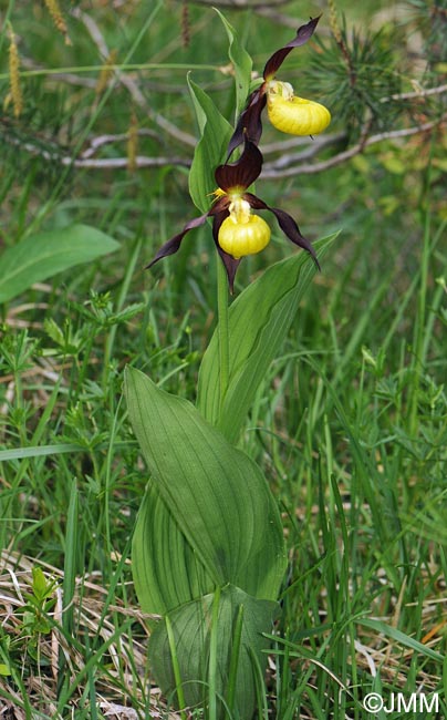 Cypripedium calceolus