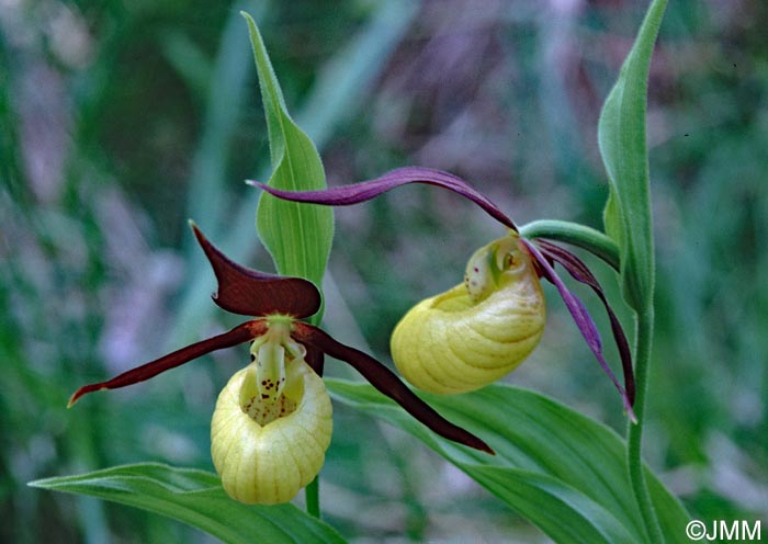 Cypripedium calceolus