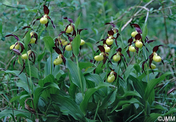 Cypripedium calceolus