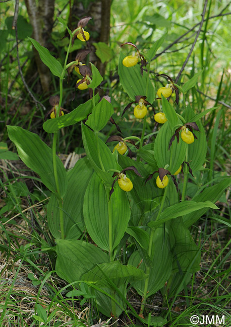 Cypripedium calceolus