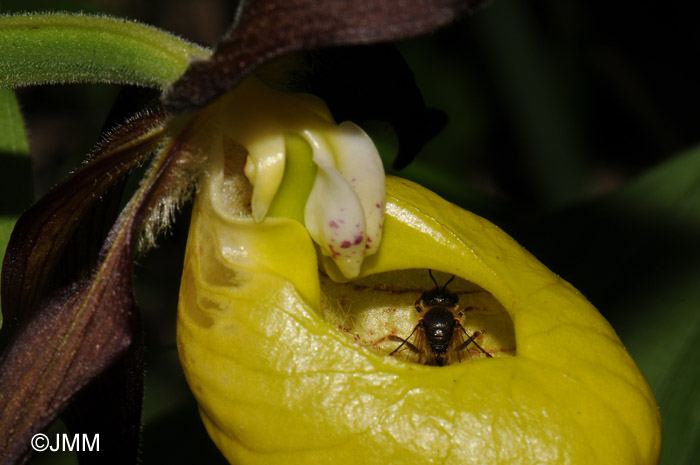 Cypripedium calceolus pollinisé par Andrena sp.