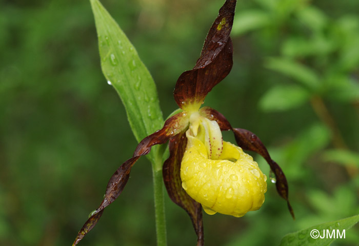 Cypripedium calceolus