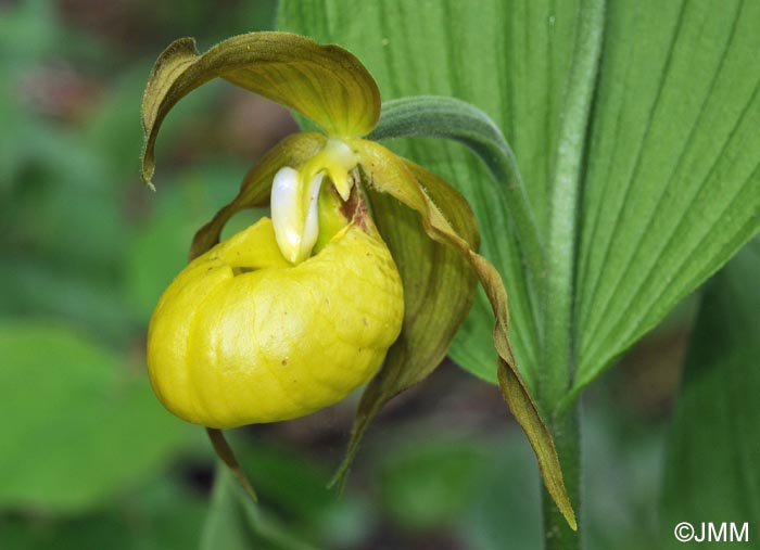 Cypripedium calceolus f. flavum