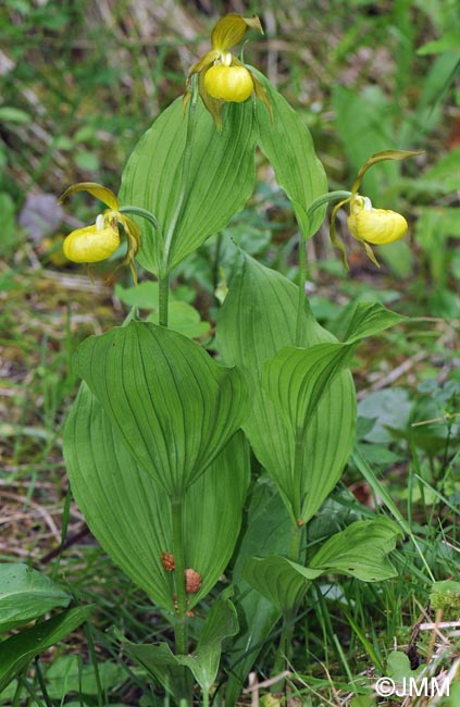 Cypripedium calceolus f. flavum