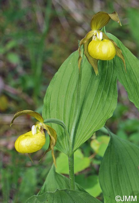 Cypripedium calceolus f. flavum