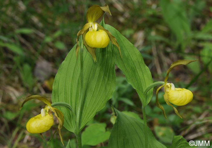 Cypripedium calceolus f. flavum