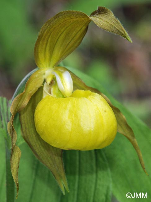 Cypripedium calceolus f. flavum