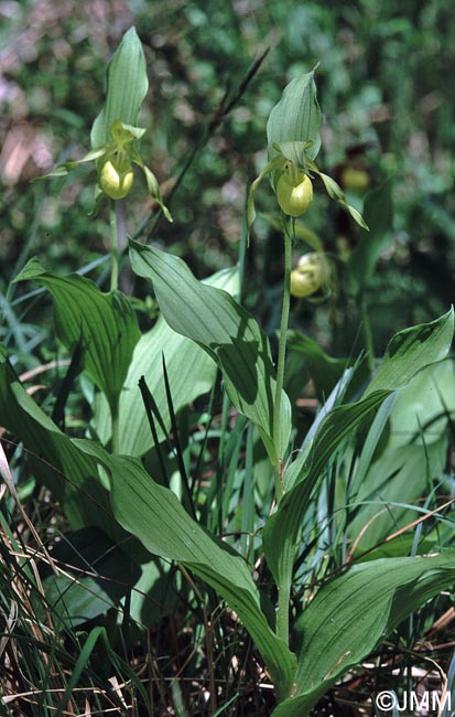 Cypripedium calceolus f. viridiflorum