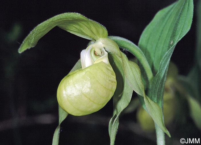 Cypripedium calceolus f. viridiflorum