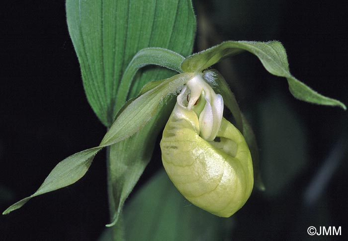 Cypripedium calceolus f. viridiflorum