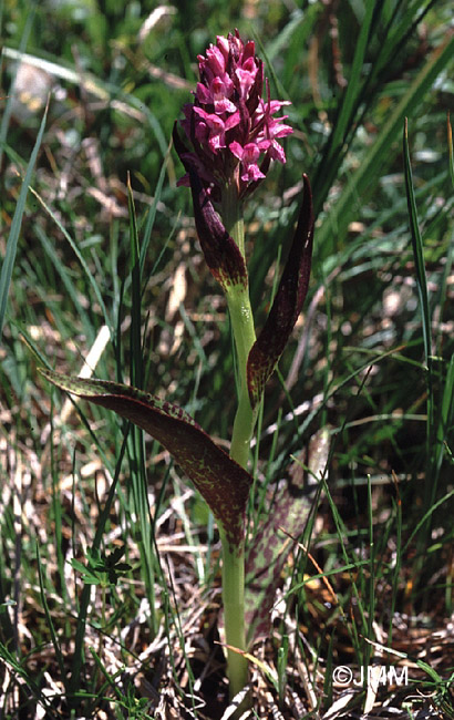 Dactylorhiza cruenta