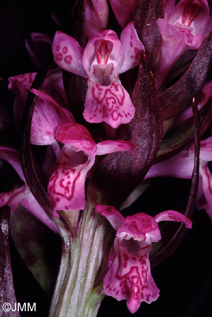 Dactylorhiza cruenta