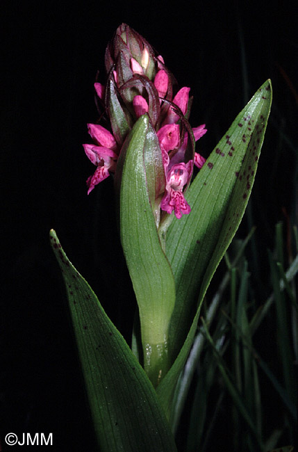 Dactylorhiza incarnata var. hyphaematodes