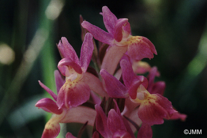 Dactylorhiza sambucina var. zimmermanii