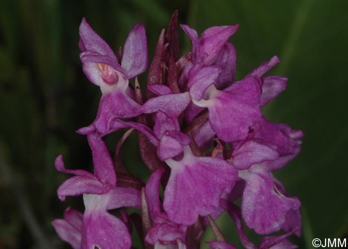 Dactylorhiza "de Lesdiguires"