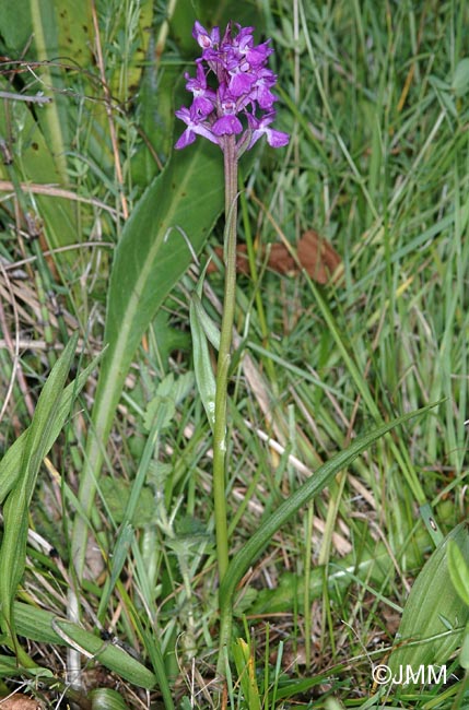 Dactylorhiza "de Lesdiguires"