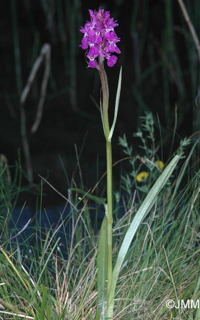 Dactylorhiza "de Lesdiguires"