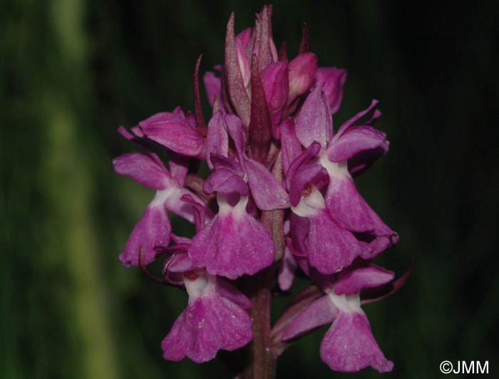 Dactylorhiza "de Lesdiguires"