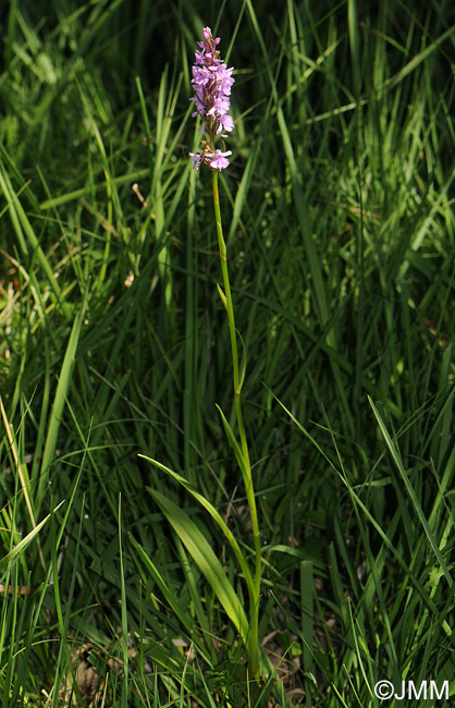 Dactylorhiza fuchsii x Gymnadenia conopsea