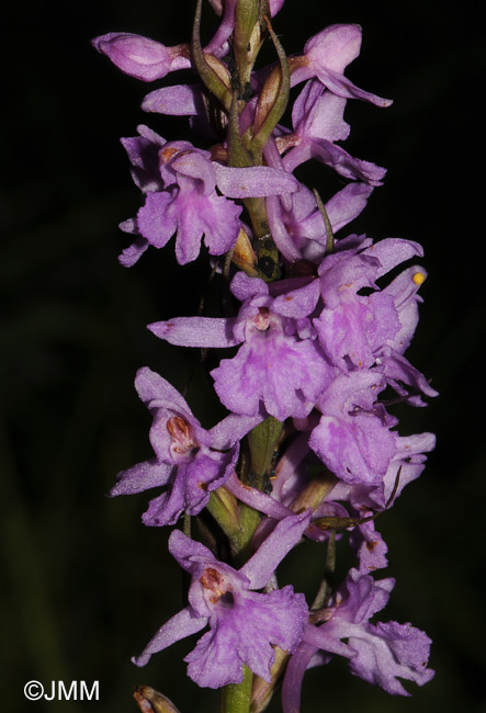 Dactylorhiza fuchsii x Gymnadenia conopsea