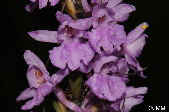 Dactylorhiza fuchsii x Gymnadenia conopsea